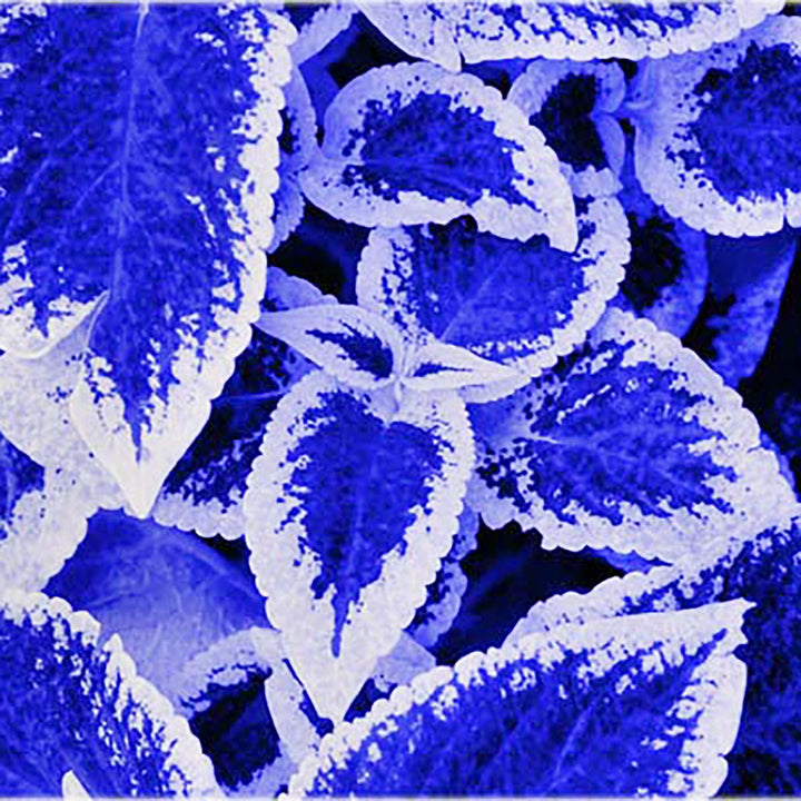 Blue White Coleus Flower Seeds for Planting – Vibrant Colors, Heirloom, Non-GMO Home Garden Seeds