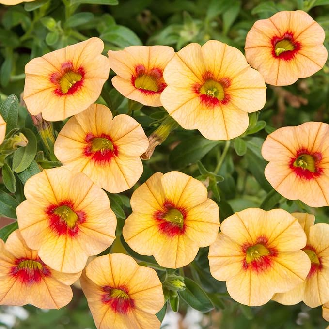 Calibrachoa Flower Seeds for Planting - Sun Loving Heirloom Non-GMO High Germination Organic Garden Seeds