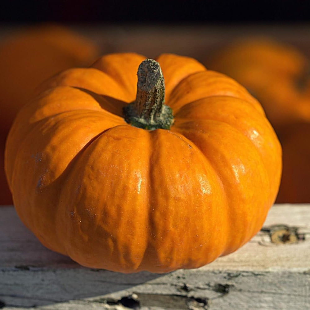 Pumpkin Seeds for Planting – Heirloom, Non-GMO Vegetable Garden Seeds for High Yield and Fast Germination