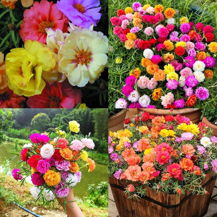 Mixed Portulaca Rose Flower Seeds for Planting – Heirloom Non-GMO, High Germination Organic Garden Seeds