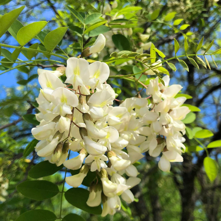 Robinia Flower Seeds for Planting – Fast-Growing Ornamental Tree Seeds