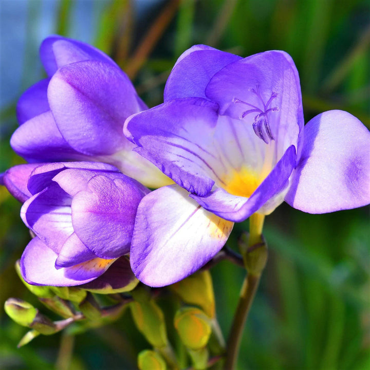 Violet Yellow Freesia Flower Seeds for Planting – Heirloom, Non-GMO, High Germination Cottage Garden Seeds