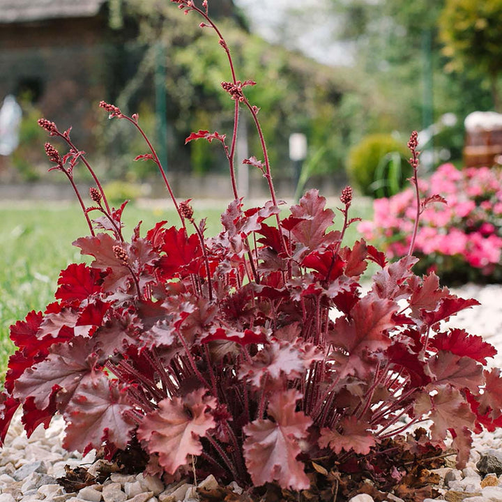 Mixed Heuchera Micrantha Flower Seeds for Planting | Heirloom Non-GMO High Germination Organic Garden Seeds