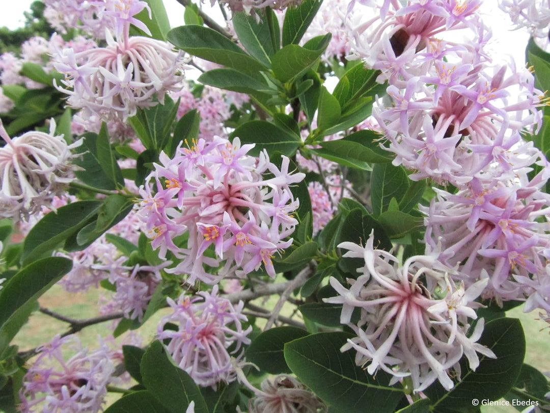 Flower Seeds, Seeds,Seeds For Planting,Plant Seeds