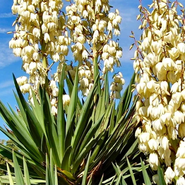 Yucca Elata plant seeds for planting - Heirloom & Non-GMO Garden seeds, hardy ornamental for dry areas