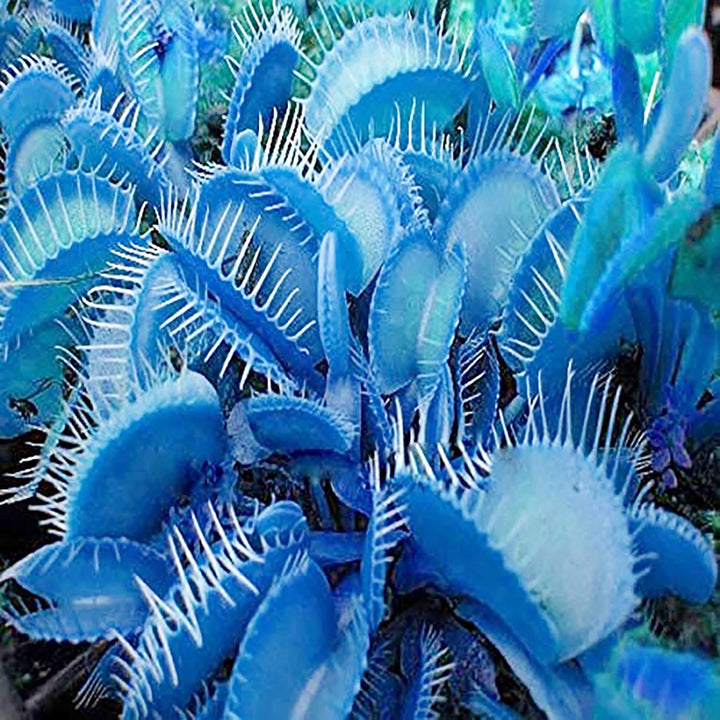 Blue Venus Fly Trap Flower Seeds for Planting – Sun Loving, Heirloom, Non-GMO Home Garden Seeds