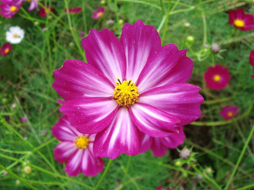 Flower Seeds, Seeds,Seeds For Planting,Plant Seeds