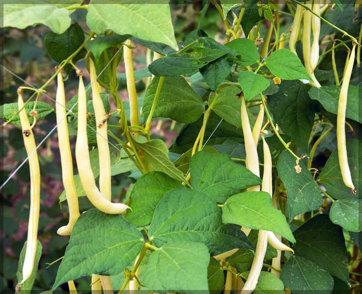 Yellow Bean Seeds for Planting – Heirloom & Non-GMO Vegetable Seeds for Crisp, Tender Harvests