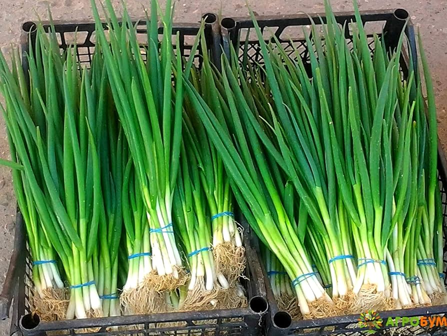 Heirloom Non-GMO Green Spring Onion (Scallion) Vegetable Seeds for Planting – High-Yield Seeds