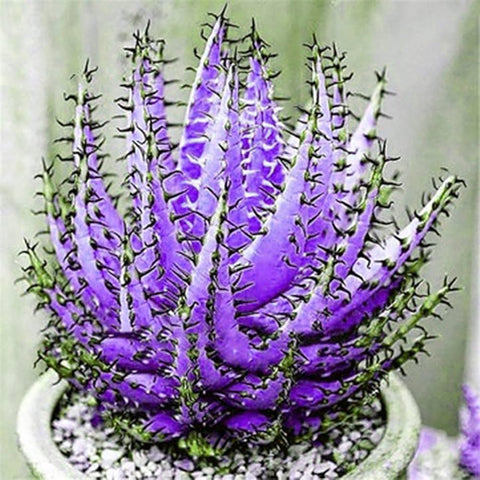 Flower Seeds, Seeds,Seeds For Planting,Plant Seeds
