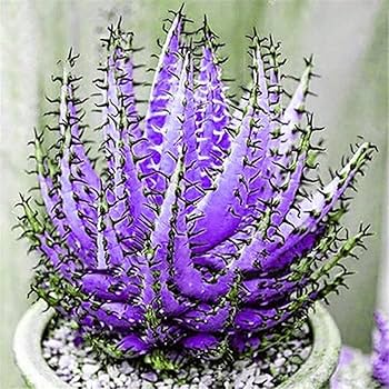 Aloe Vera for Planting Dark Violet White – Heirloom, Non-GMO, High Germination Seeds for Home Garden