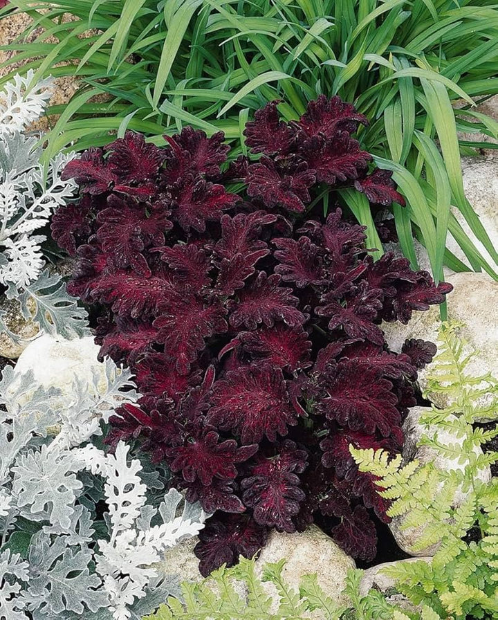 Black Dragon Coleus Flower Seeds for Planting – Heirloom Non-GMO, High Germination Organic Garden Seeds