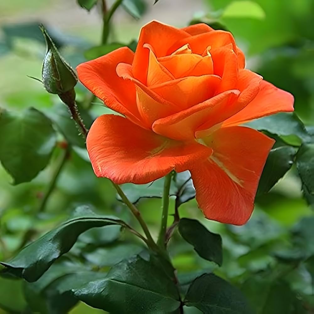 Orange Rose Flower Seeds for Planting – Premium Heirloom, Non-GMO, High Germination Organic Garden Seeds
