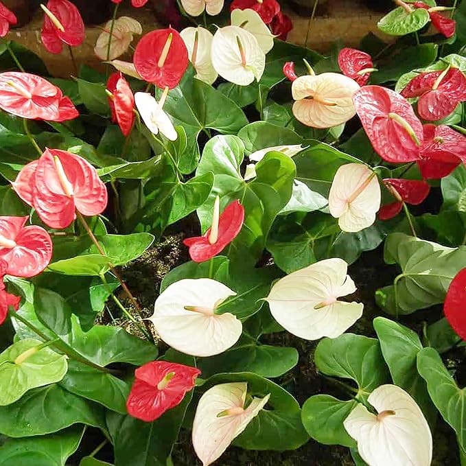 Mixed Anthurium Perennial Flower Seeds for Planting – Heirloom, Non-GMO, High Germination Organic Garden Seeds