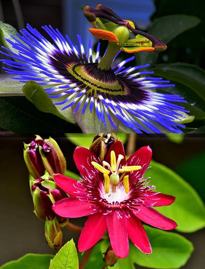 Mixed Color Passiflora Flower Seeds for Planting – Heirloom, Non-GMO, High Germination