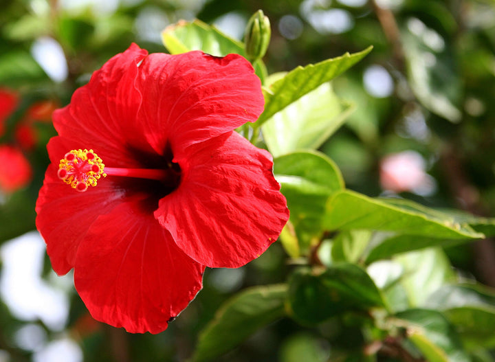 Red Hibiscus Flower Seeds for Planting, 100 pcs - Cottage Garden Essential, Heirloom &amp; GMO Free Seeds for Home Garden