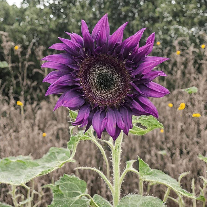 Violet Sunflower Flower Seeds for Planting – Heirloom, Non-GMO, High Germination Organic Garden Seeds