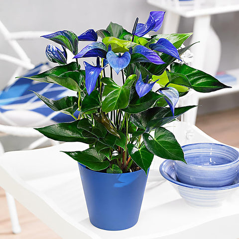 Flower Seeds, Seeds,Seeds For Planting,Plant Seeds