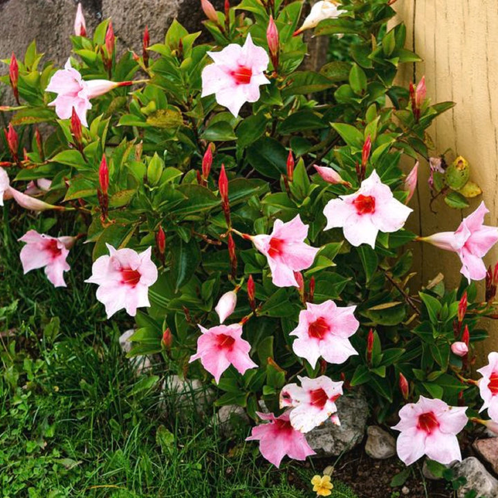 Mandevilla Sanderi Pink White Flower Seeds for Planting – Heirloom, Non-GMO, High Germination Organic Garden Seeds