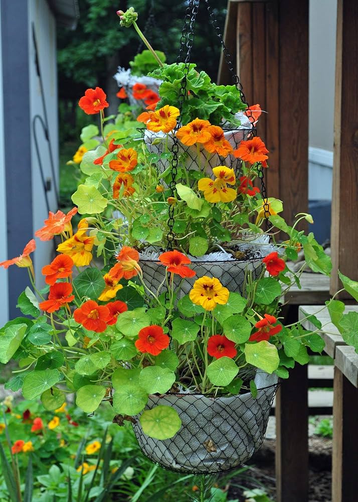Mixed Nasturtium Flower Seeds for Planting - Heirloom, Non-GMO, High Germination Organic Garden Seeds