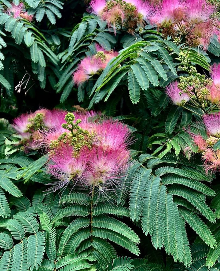 Albizia Julibrissin Flower Seeds for Planting – Heirloom, Non-GMO, High Germination Organic Garden Seeds