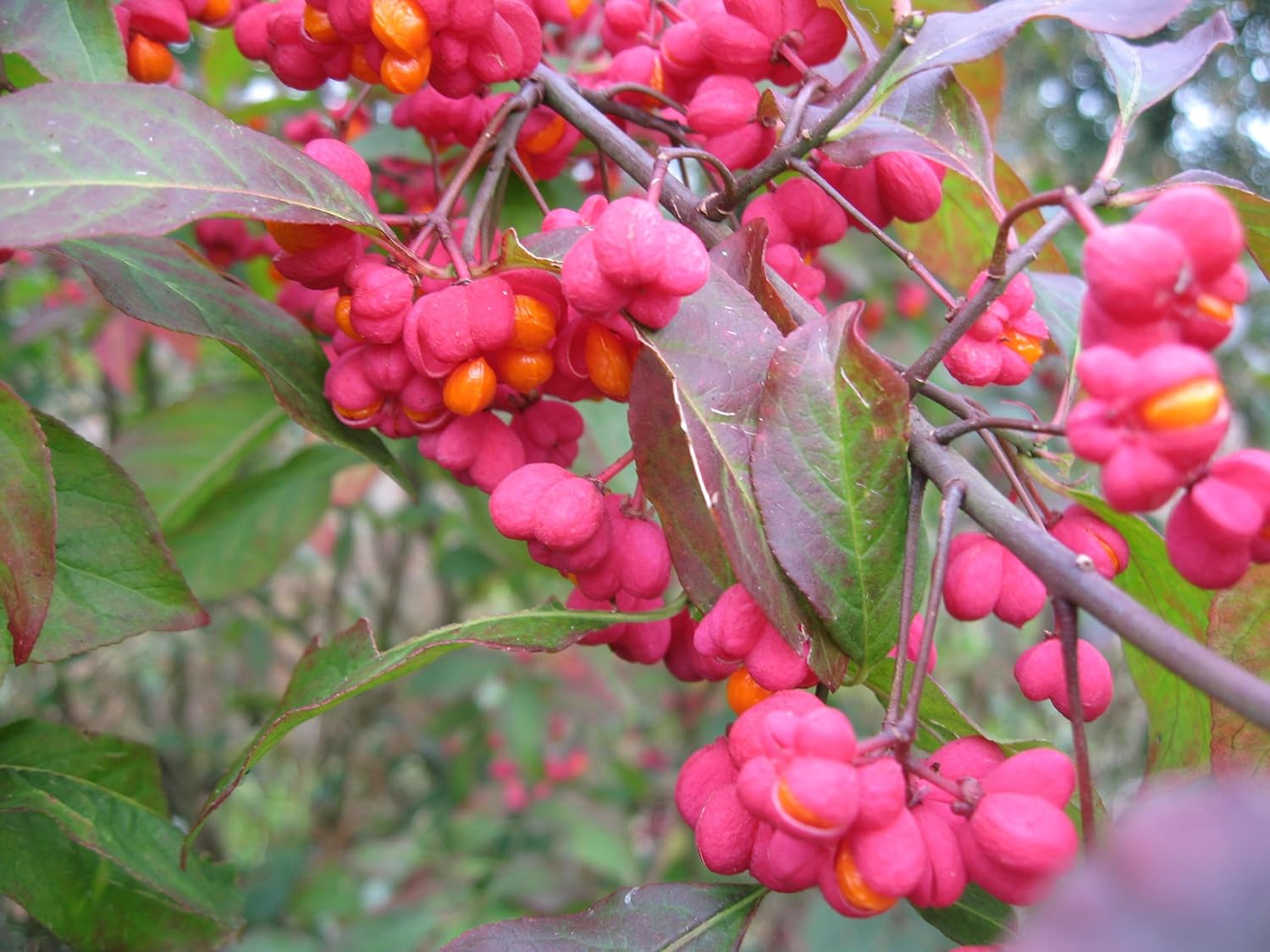 Spindle Flower Seeds for Planting – Compact Growth, Heirloom, Non-GMO ...