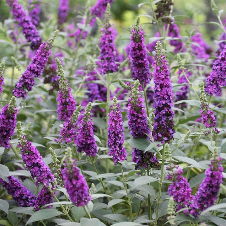 Flower Seeds, Seeds,Seeds For Planting,Plant Seeds