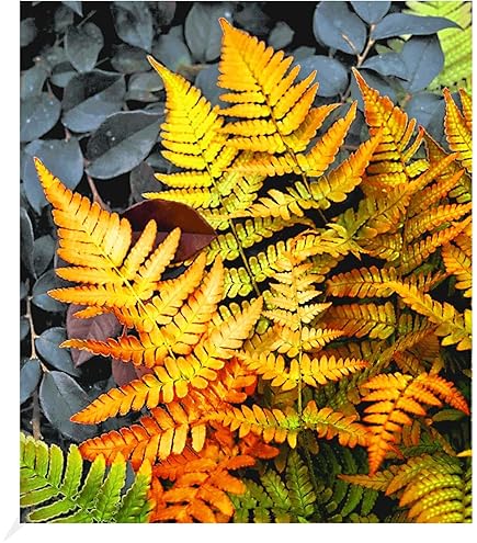 Red Yellow Fern for Planting – Heirloom Non-GMO Seeds for Planting | High Germination Organic Garden Seeds