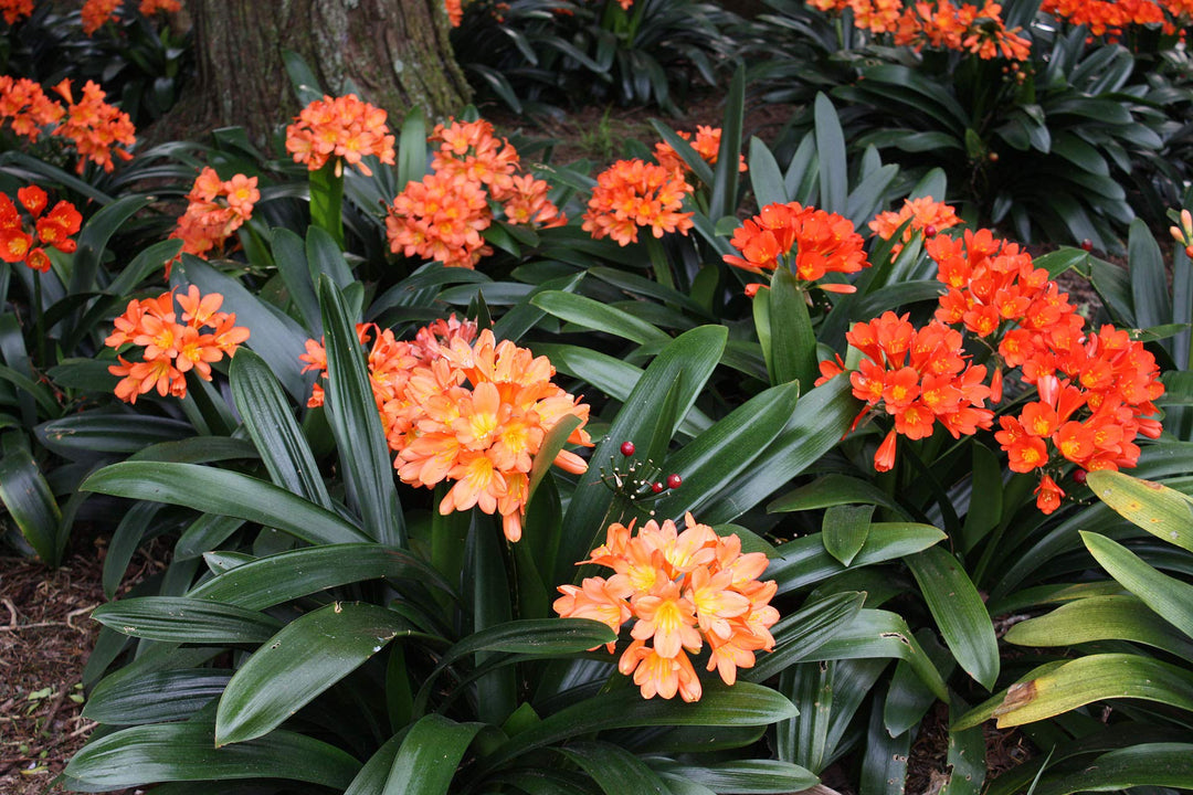 Lily Clivia Flower Seeds for Planting | Heirloom Non-GMO Seeds for Home Garden, High Germination