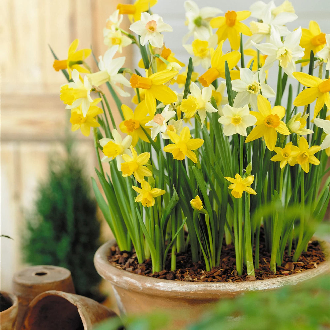 Jonquil Flower Seeds for Planting – Fragrant, Easy-to-Grow Spring Blooms