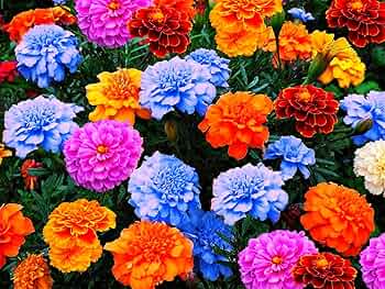 Mixed Colour Marigold Flower Seeds for Planting – Heirloom, Non-GMO, Organic Garden Seeds, High Germination