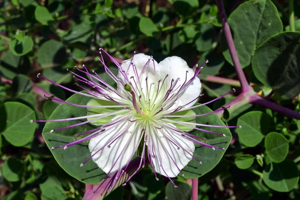 White Caper Flower Seeds for Planting – Heirloom Non-GMO, High Germination Organic Garden Seeds
