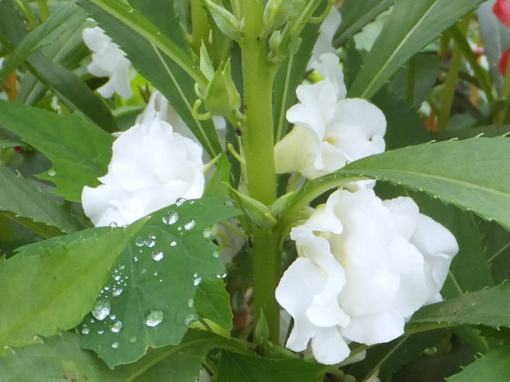 White Balsam Flower Seeds for Planting – Heirloom, Non-GMO, Bright Blooms, High Germination