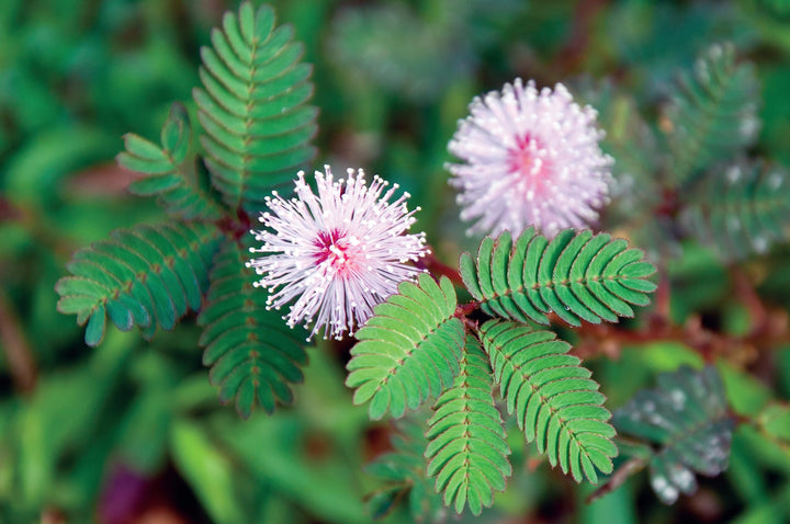 Flower Seeds, Seeds,Seeds For Planting,Plant Seeds