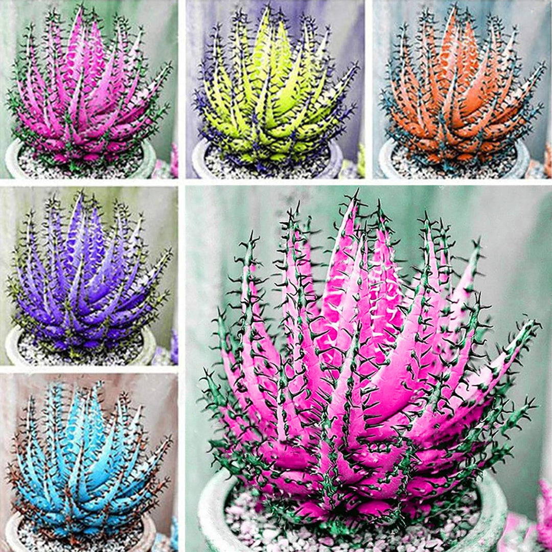 Mixed Color Aloe Vera Seeds for Planting – Heirloom, Non-GMO, High Germination Organic Garden Seeds