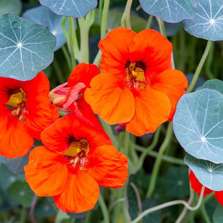 Flower Seeds, Seeds,Seeds For Planting,Plant Seeds