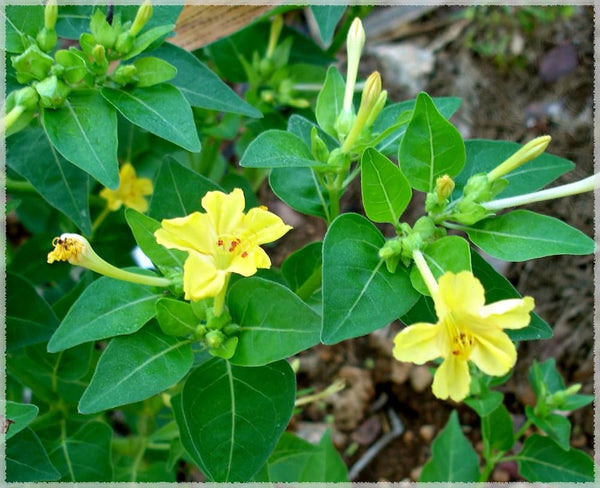 Flower Seeds, Seeds,Seeds For Planting,Plant Seeds