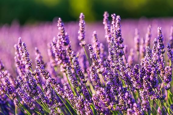 Purple Fragrant Flower Seeds for Planting – Drought Tolerant, Heirloom, Non‑GMO Organic Garden Seeds