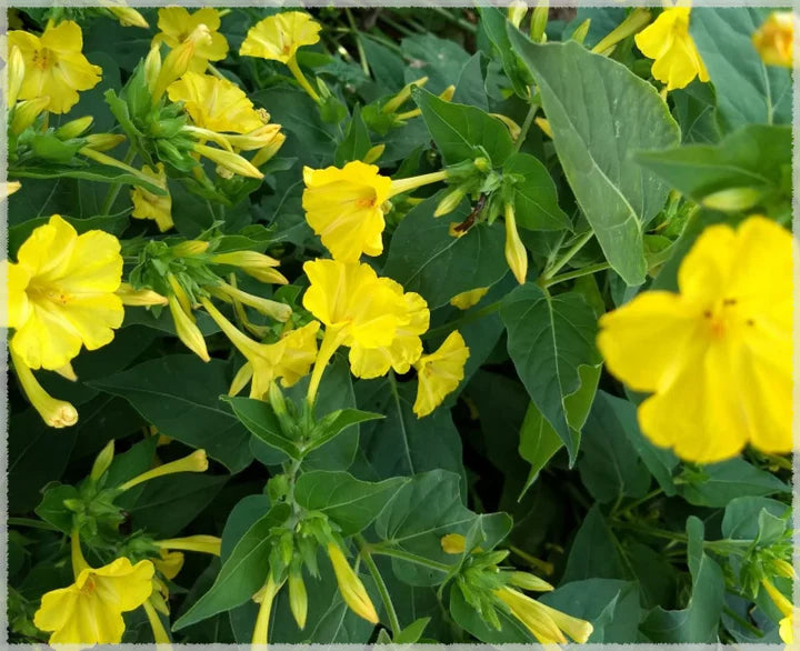 Yellow Marquezii Plant Seeds for Planting | Heirloom, Non-GMO, High Germination Organic Garden Seeds for Bright Blooms