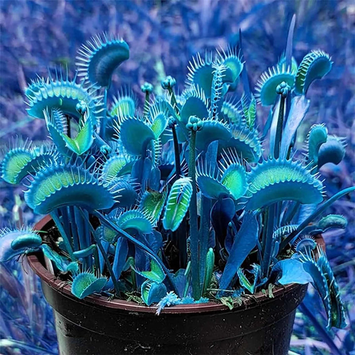 Blue Green Venus Fly Trap Seeds Flower Seeds for Planting – Sun Loving, Heirloom & Non-GMO Garden Seeds