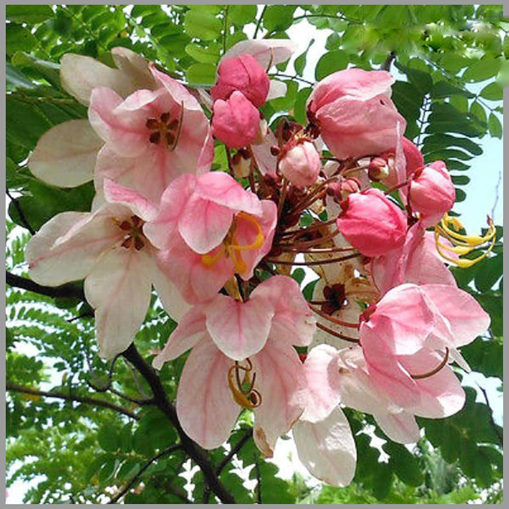 Javanica Flower Seeds for Planting – Fragrant Heirloom Non-GMO, High Germination Organic Garden Seeds