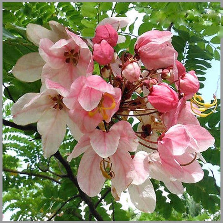 Javanica Flower Seeds for Planting – Fragrant Heirloom Non-GMO, High Germination Organic Garden Seeds