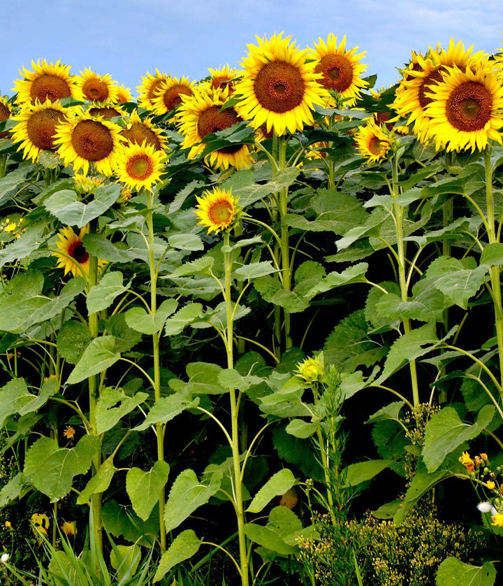 Flower Seeds, Seeds,Seeds For Planting,Plant Seeds