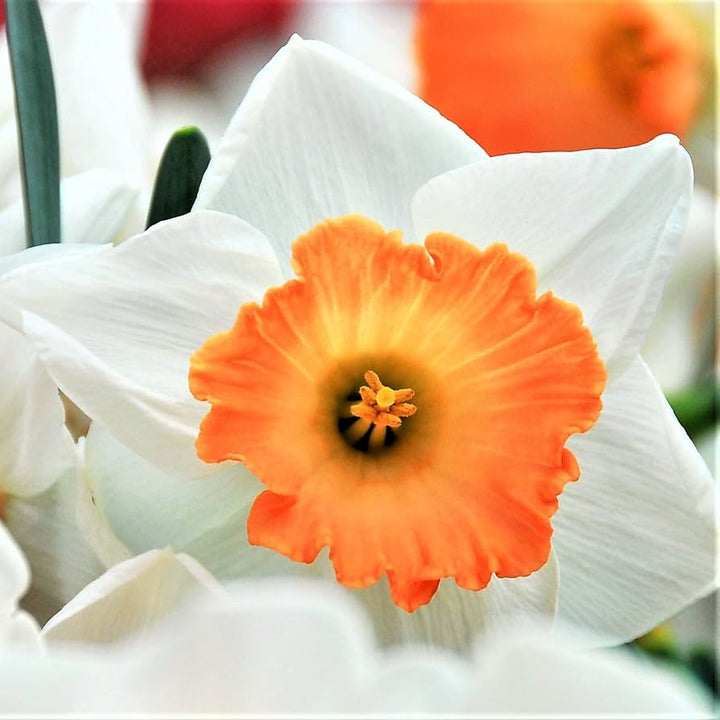 Orange White Daffodil Flower Seeds for Planting – Seasonal Bloomer, Heirloom & Non-GMO Seeds for Home Garden