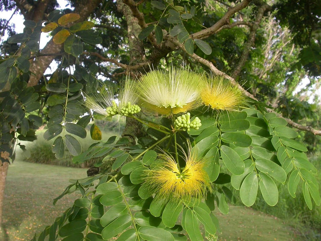 Flower Seeds, Seeds,Seeds For Planting,Plant Seeds