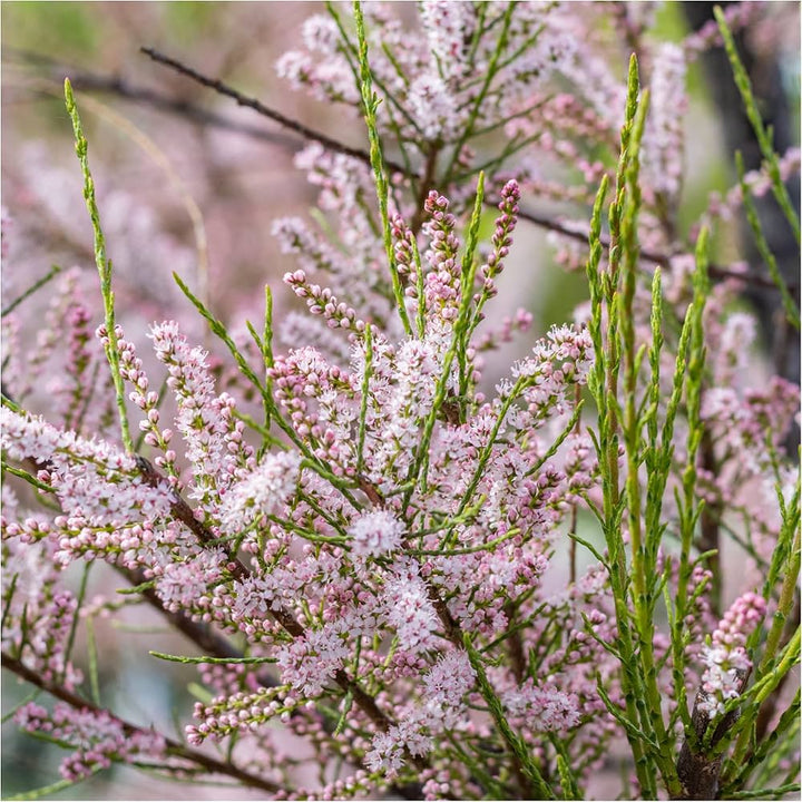 Tamarix Flower Seeds for Planting - Garden Favorite, Heirloom &amp; Non-GMO Seeds for Home Garden
