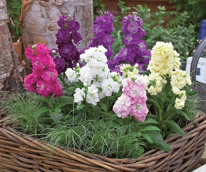 Mix Matthiola Incana Flower Seeds for Planting – Heirloom, Non-GMO, Seasonal Bloomer, High Germination