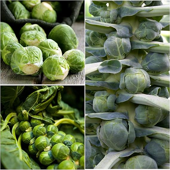 Brussels Sprouts Long Island Seeds – Heirloom, High Yield, Cold-Resistant