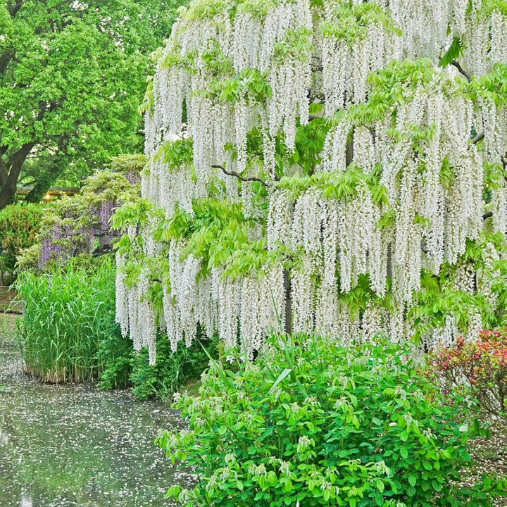 White Wisteria Flower Seeds for Planting - Heirloom, Non-GMO, High Germination Organic Garden Seeds