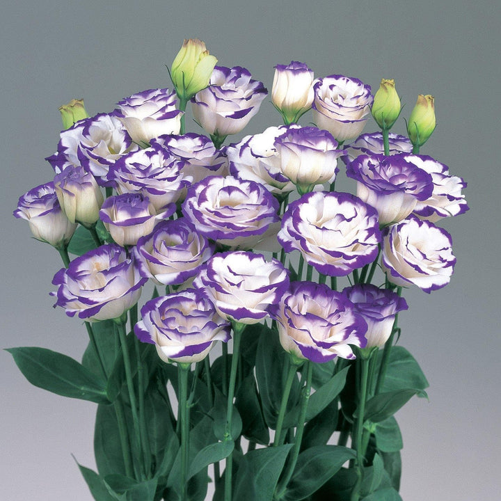 White & Blue Eustoma (Lisianthus) Flower Seeds for Planting | Heirloom Non-GMO High Germination